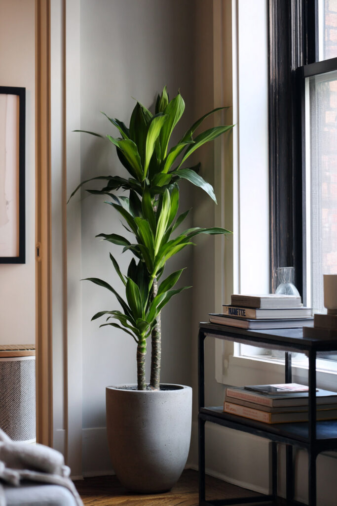 Tall dracaena plant in gray pot beside black bookshelf in bright living room with natural light and minimalist decor.