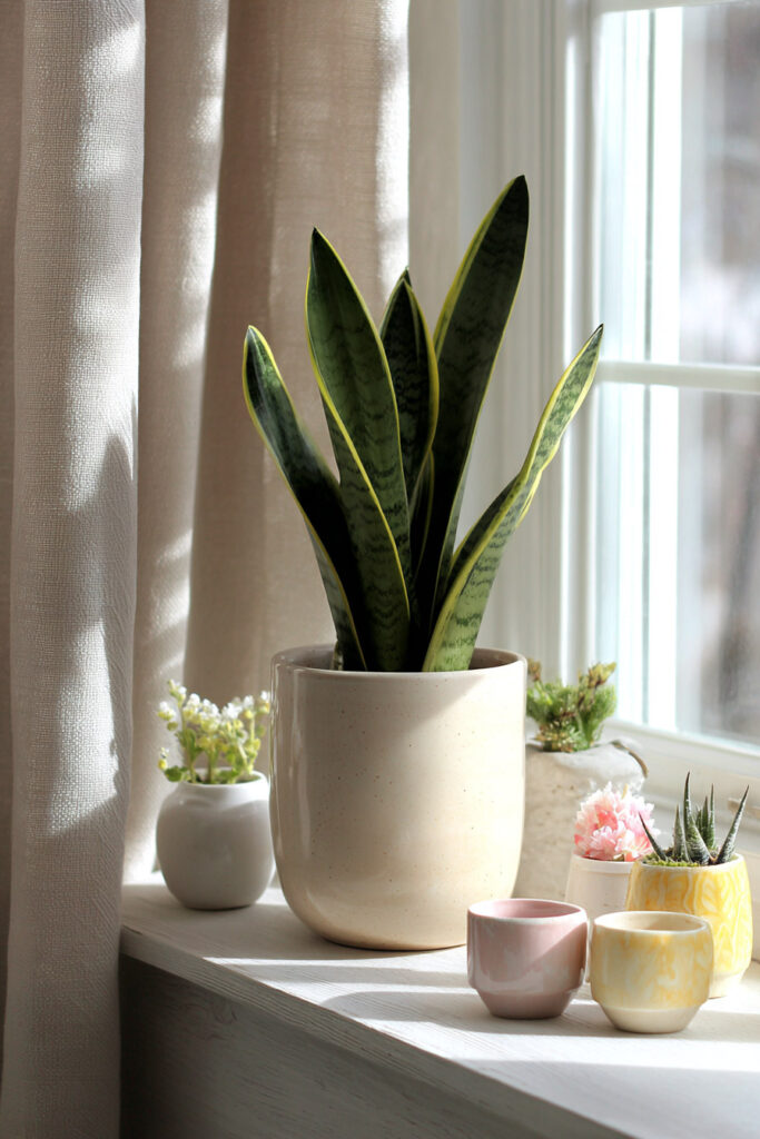 Snake plant on sunny windowsill with small succulents in pastel pots and neutral decor.